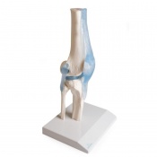 Erler-Zimmer Knee Joint Model with Ligaments